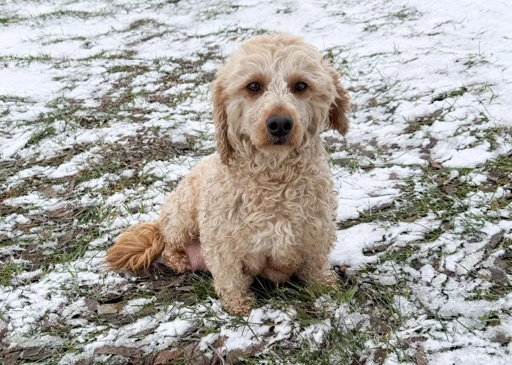 mom goldendoodle