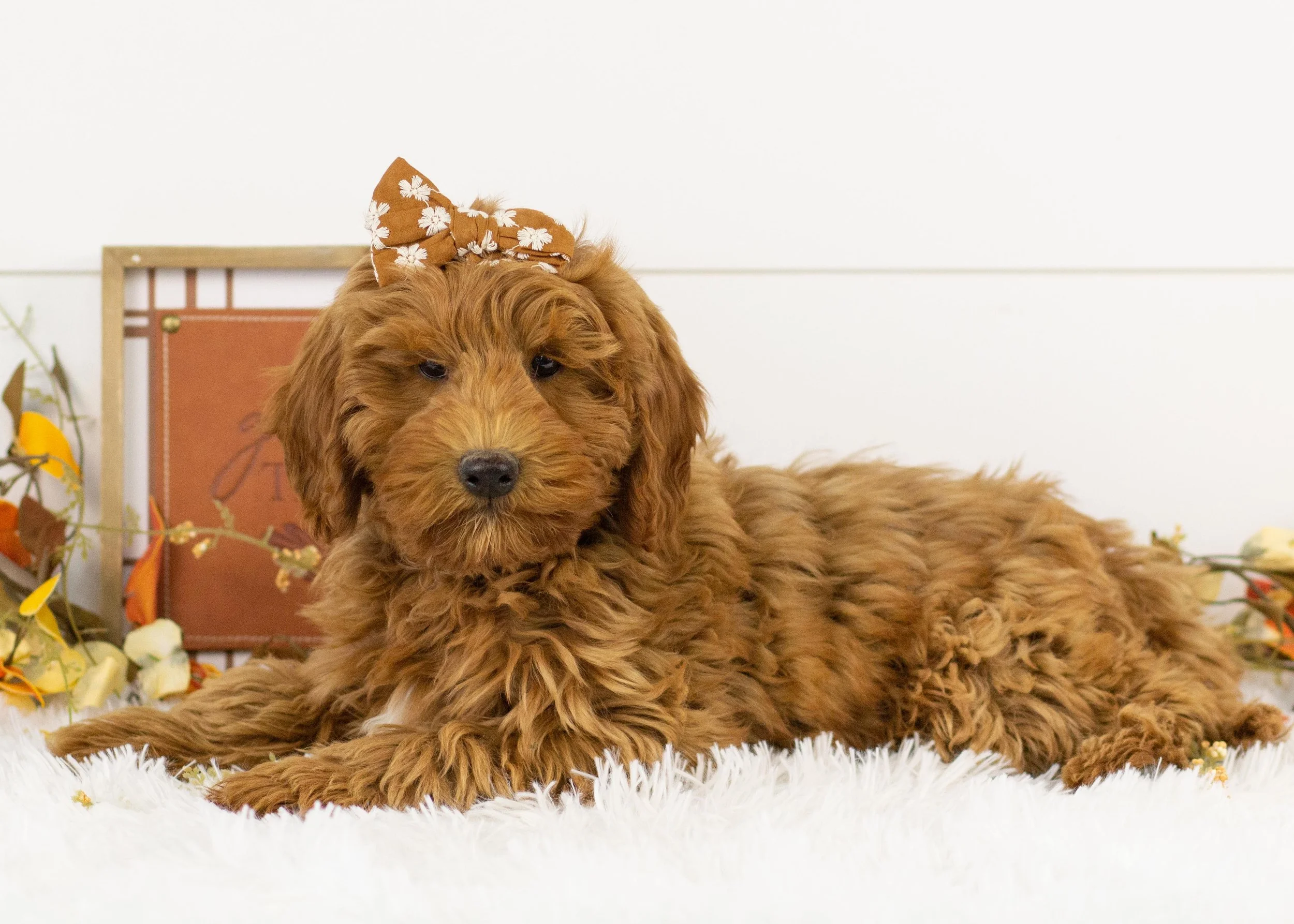 Maple goldendoodle for sale(2).jpg