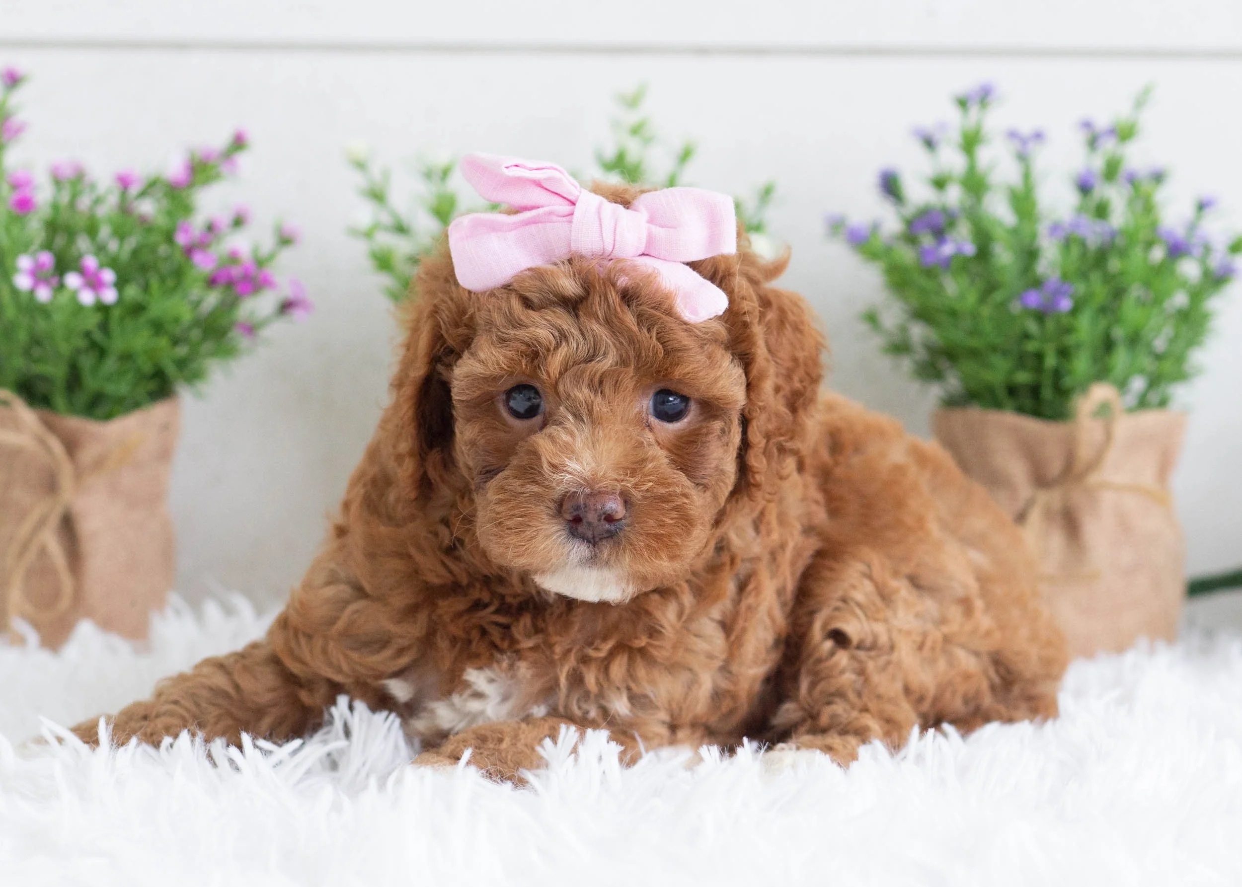 Zinnia Goldendoodle for sale(2).jpg