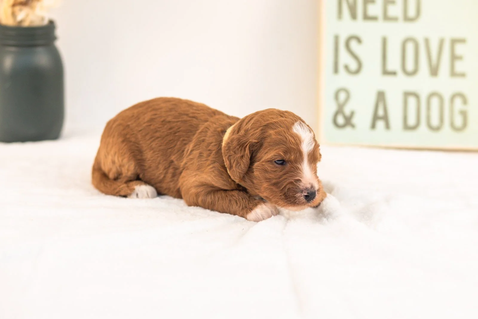 Heffalump goldendoodle for sale.jpg