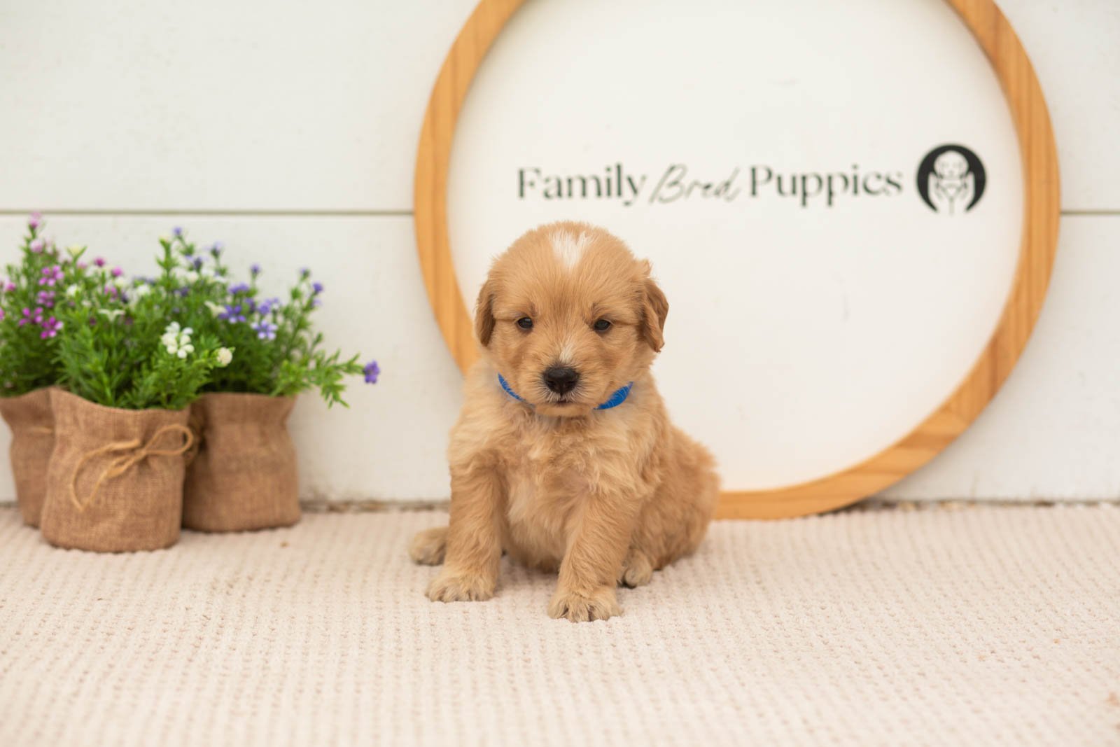 ezra goldendoodle for sale(1).jpg