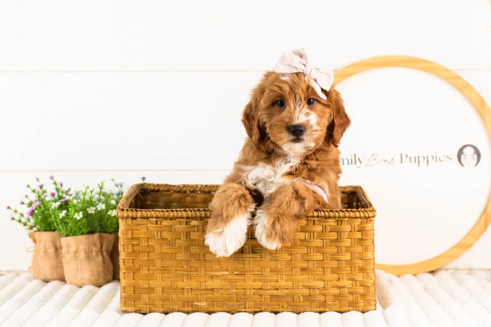 Lynette goldendoodle for sale(3).jpg