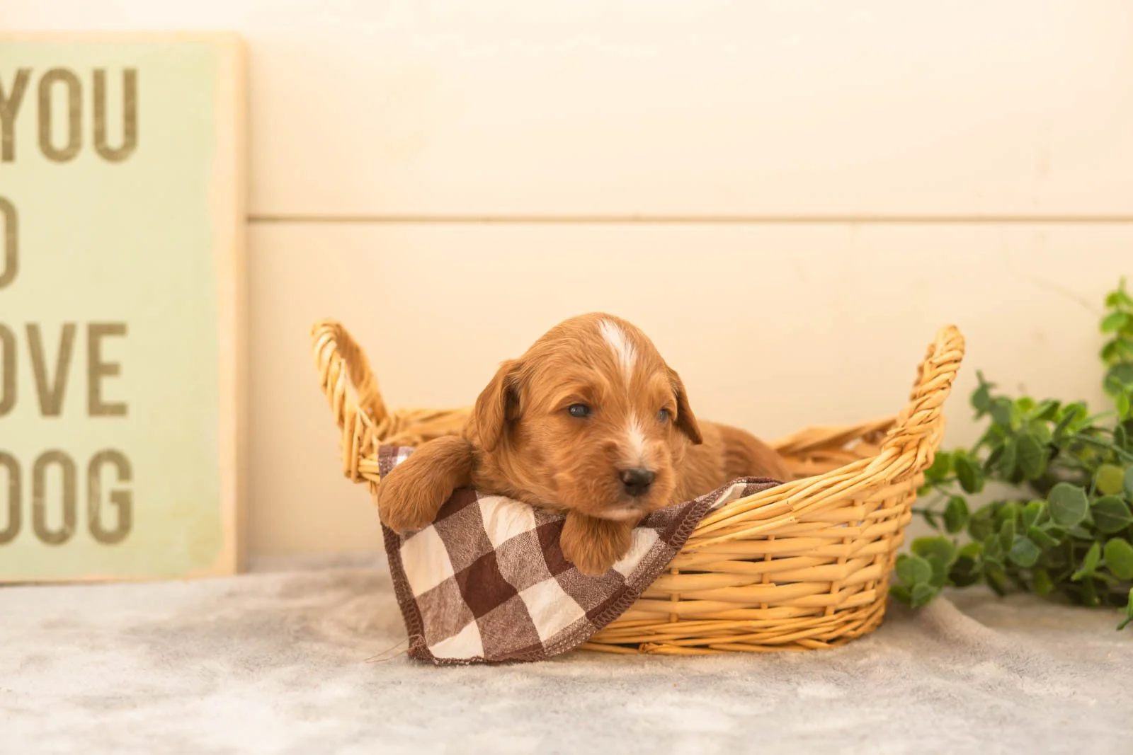 Chino goldendoodle for sale(3).jpg