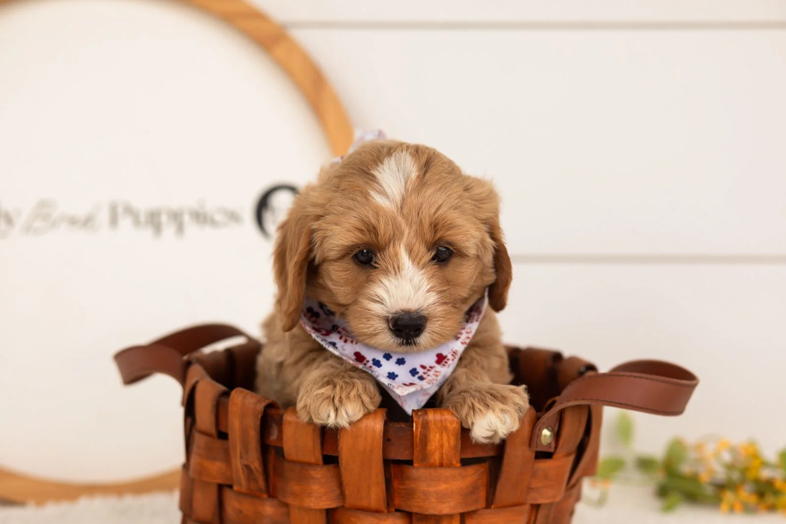 Blaze goldendoodle for sale(3).jpg