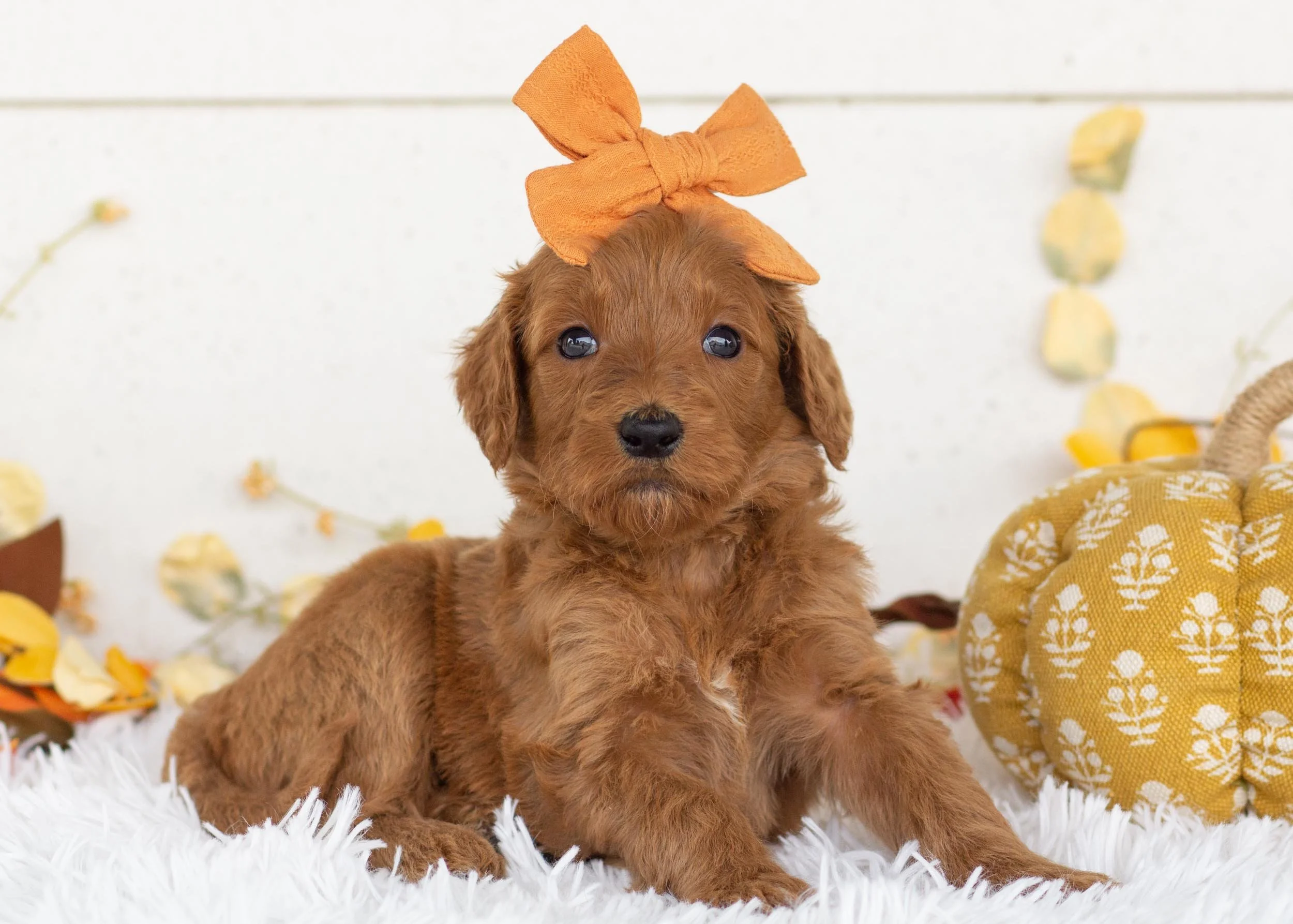 Isabella goldendoodle for sale(2).jpg