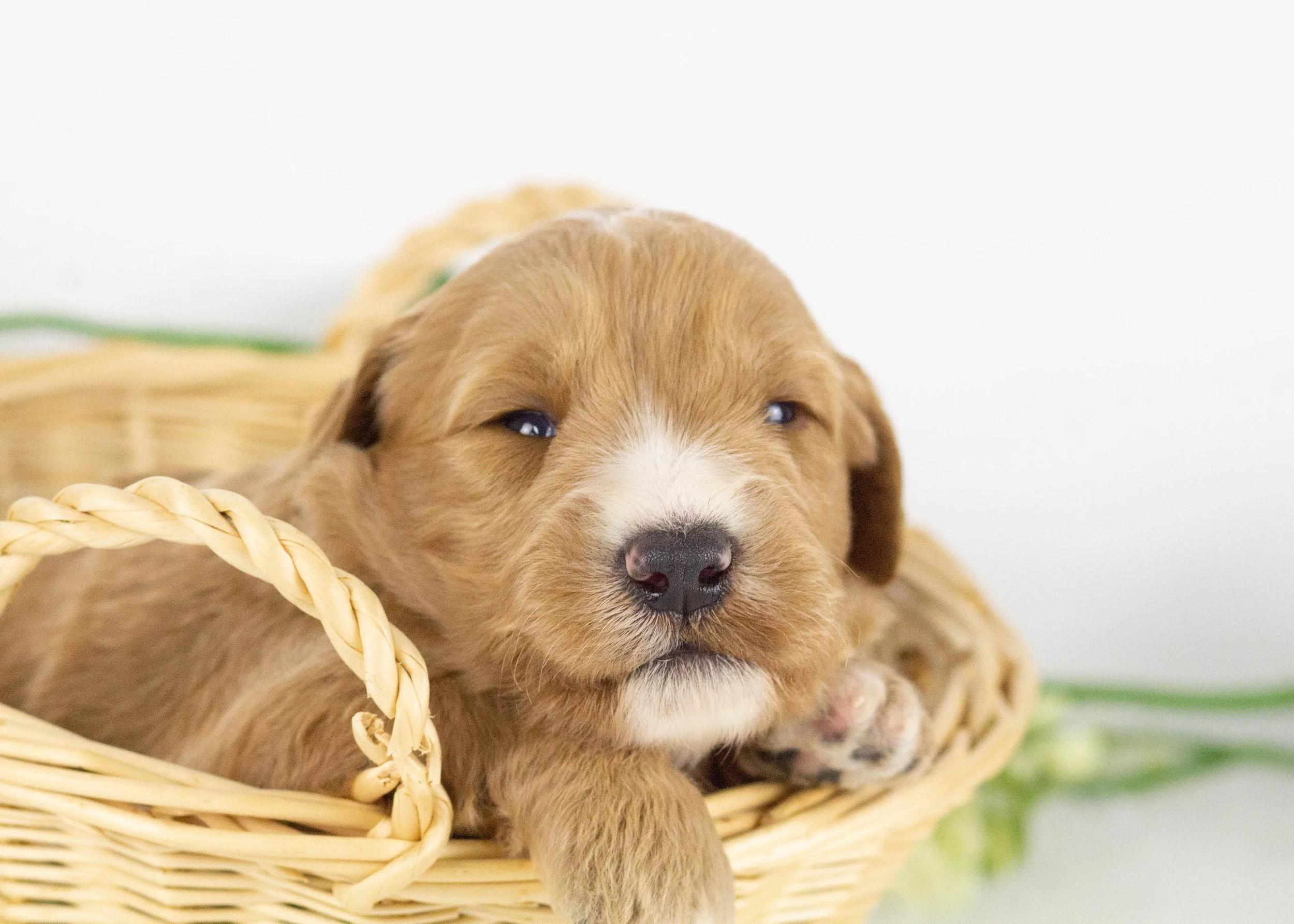 Lark goldendoodle for sale.jpg