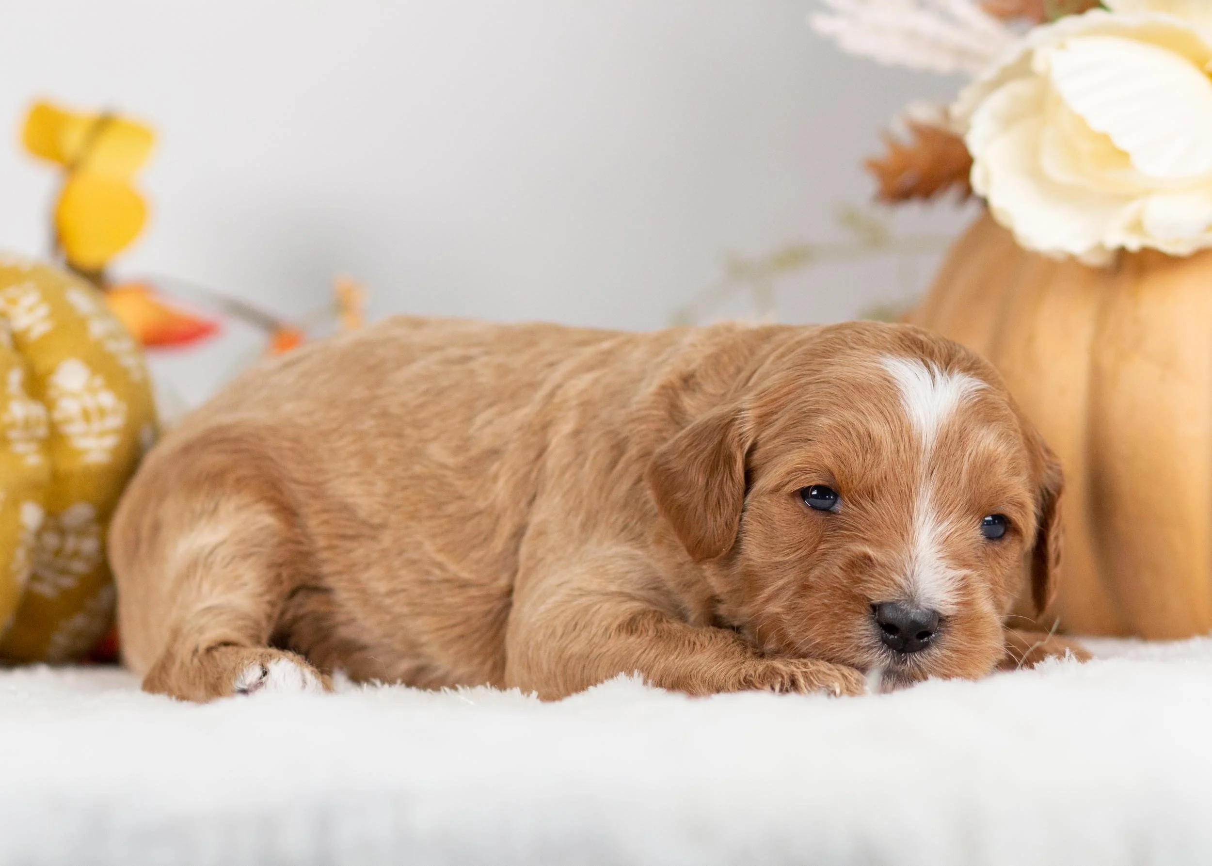 Pumpkin goldendoodle for sale(1).jpg