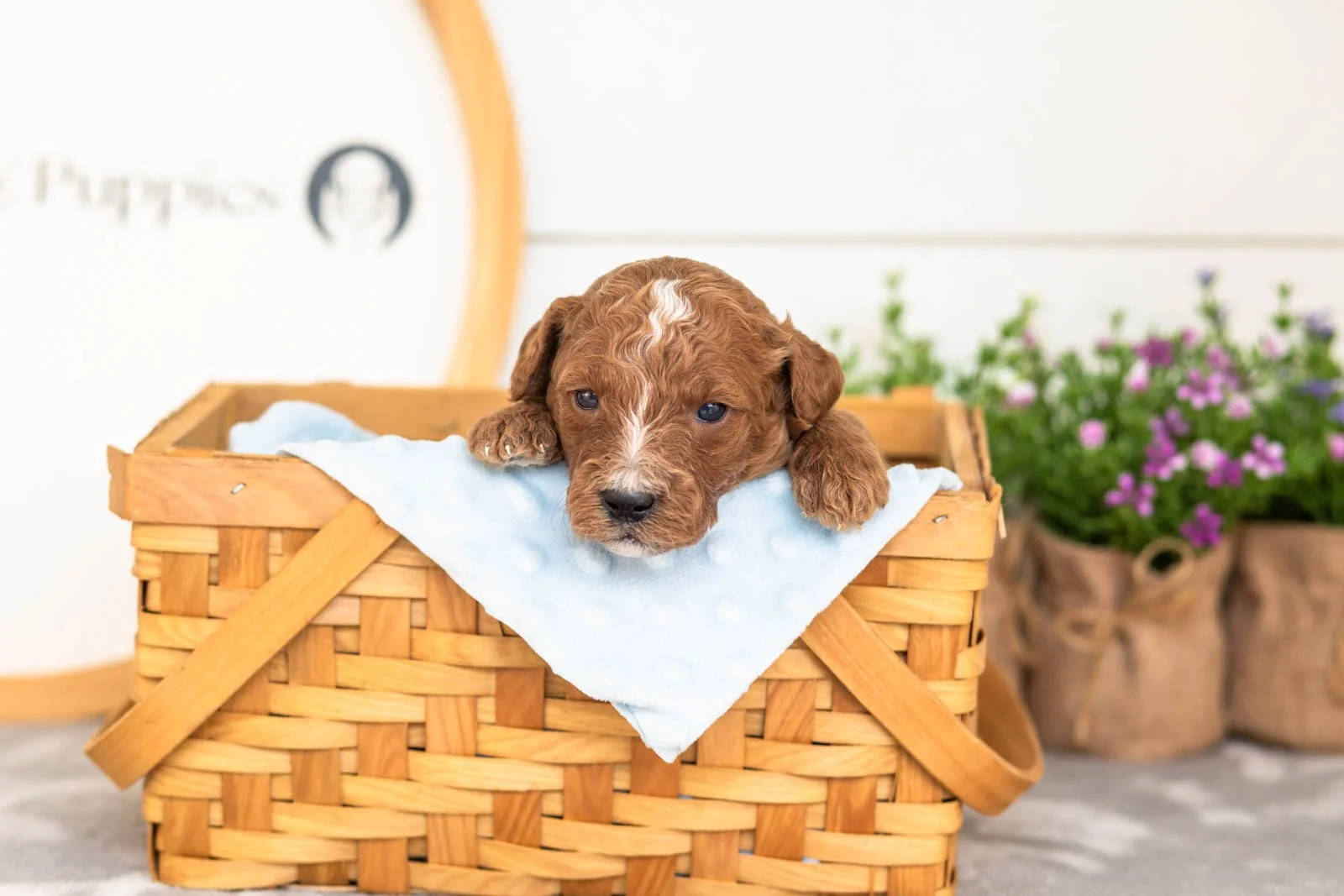 Pika goldendoodle for sale(4).jpg