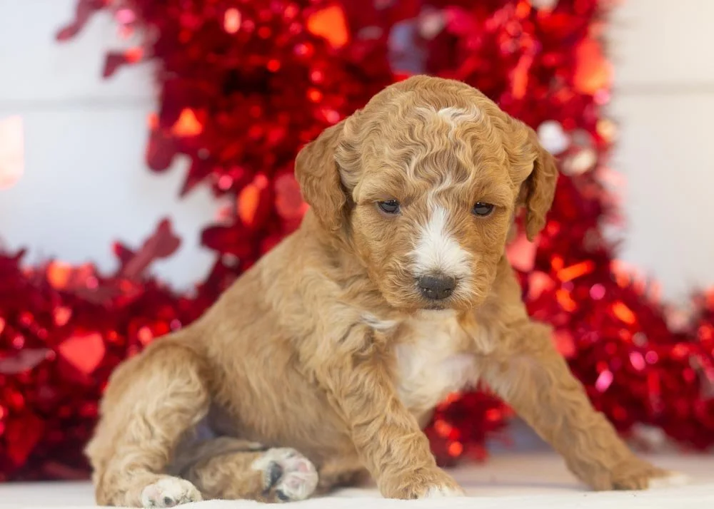 Amore goldendoodle for sale(3).jpg