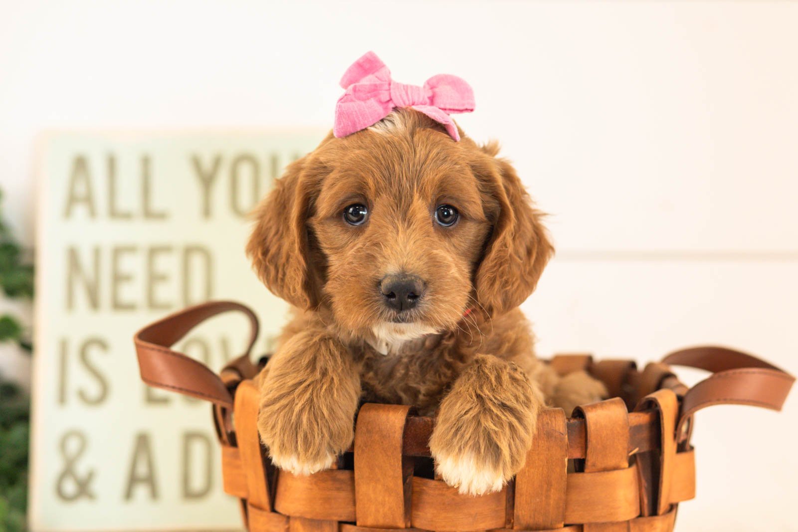 Ophelia goldendoodle for sale.jpg