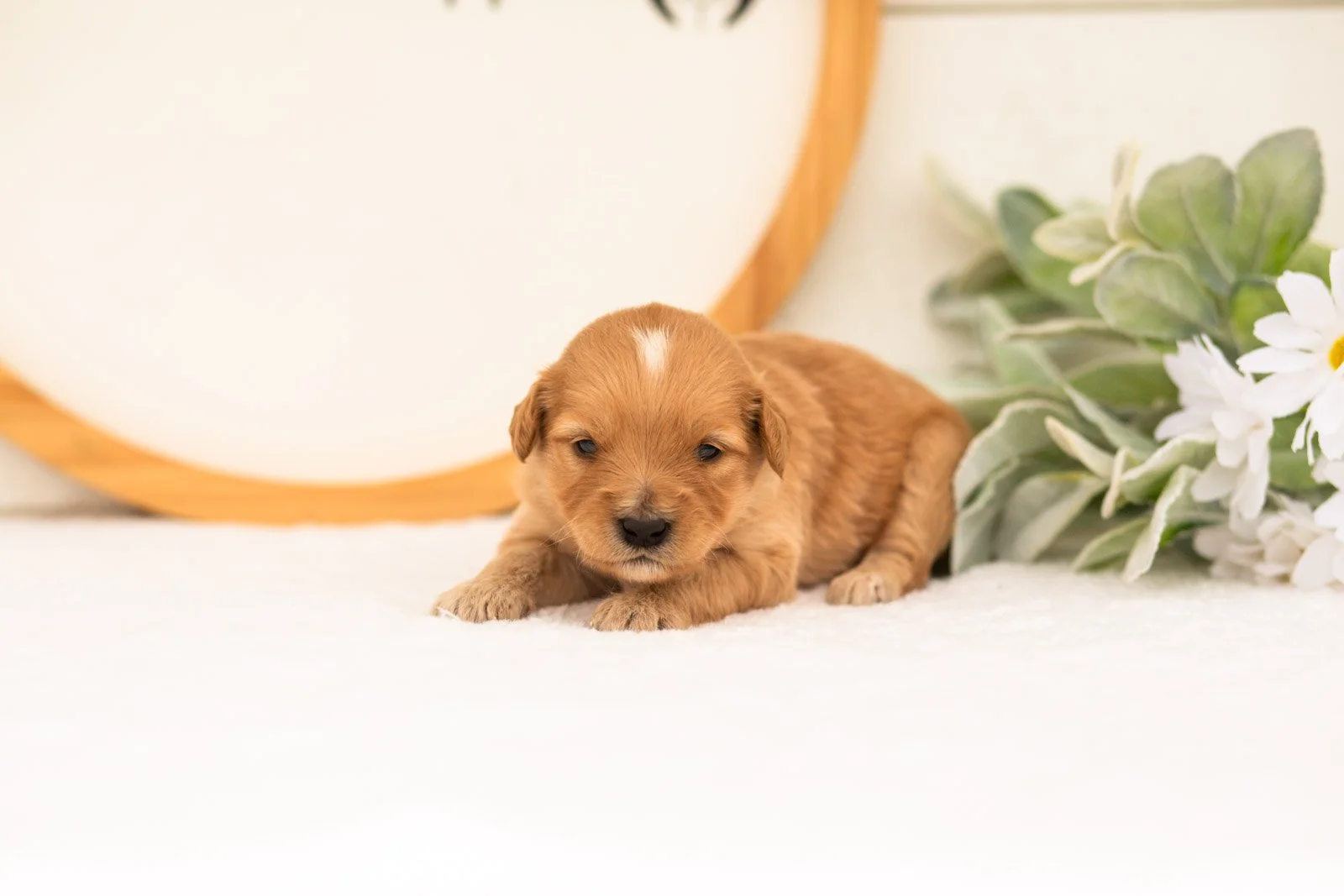 Emma goldendoodle for sale(1).jpg