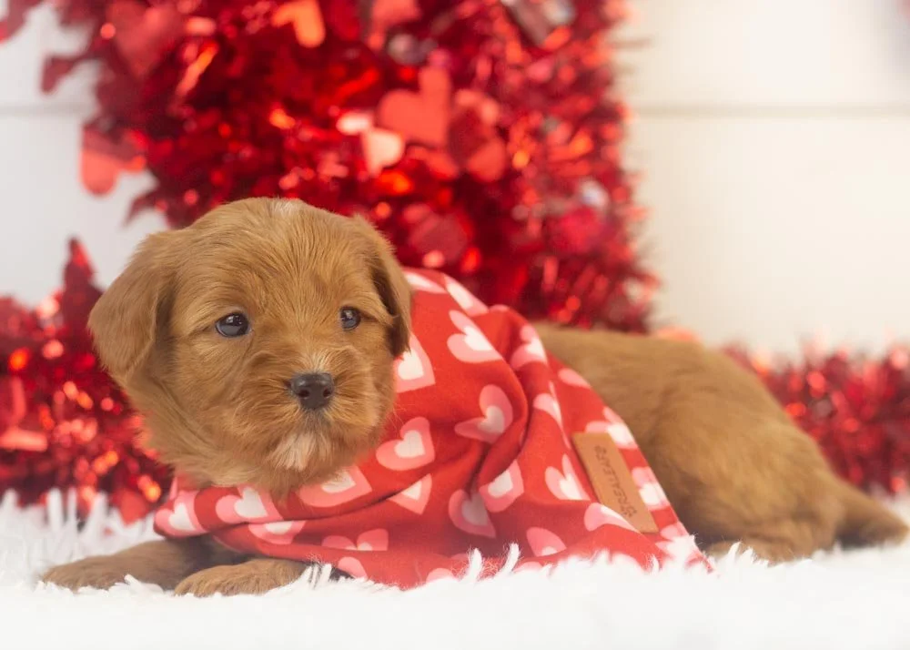 Mike goldendoodle for sale.(2).jpg