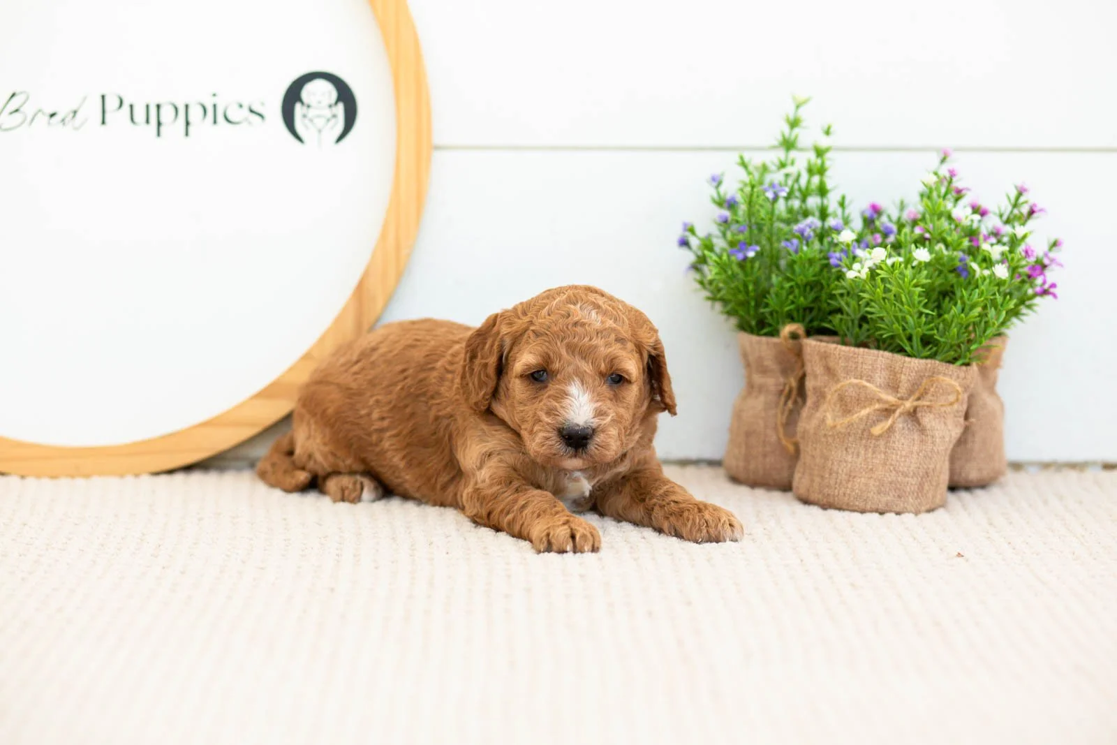 Misty golendoodle for sale(1).jpg