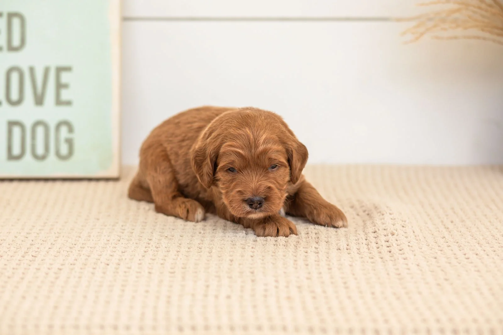 Brian goldendoodle for sale.jpg