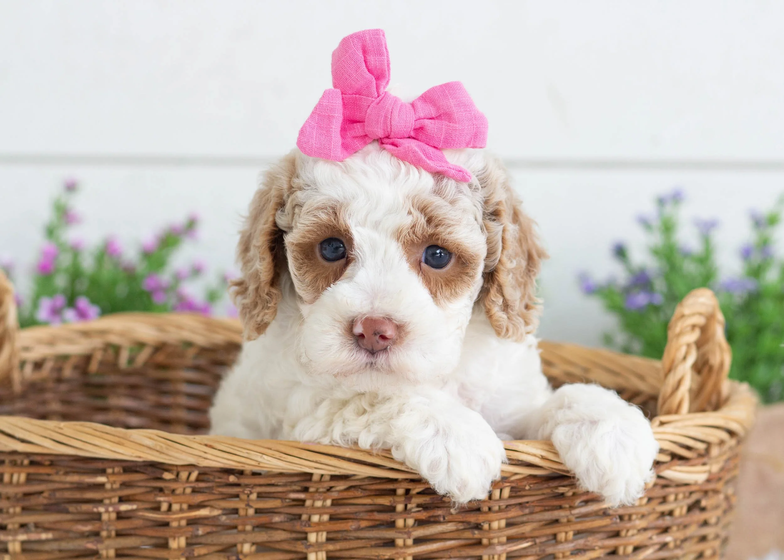 Zara Goldendoodle for sale(3).jpg