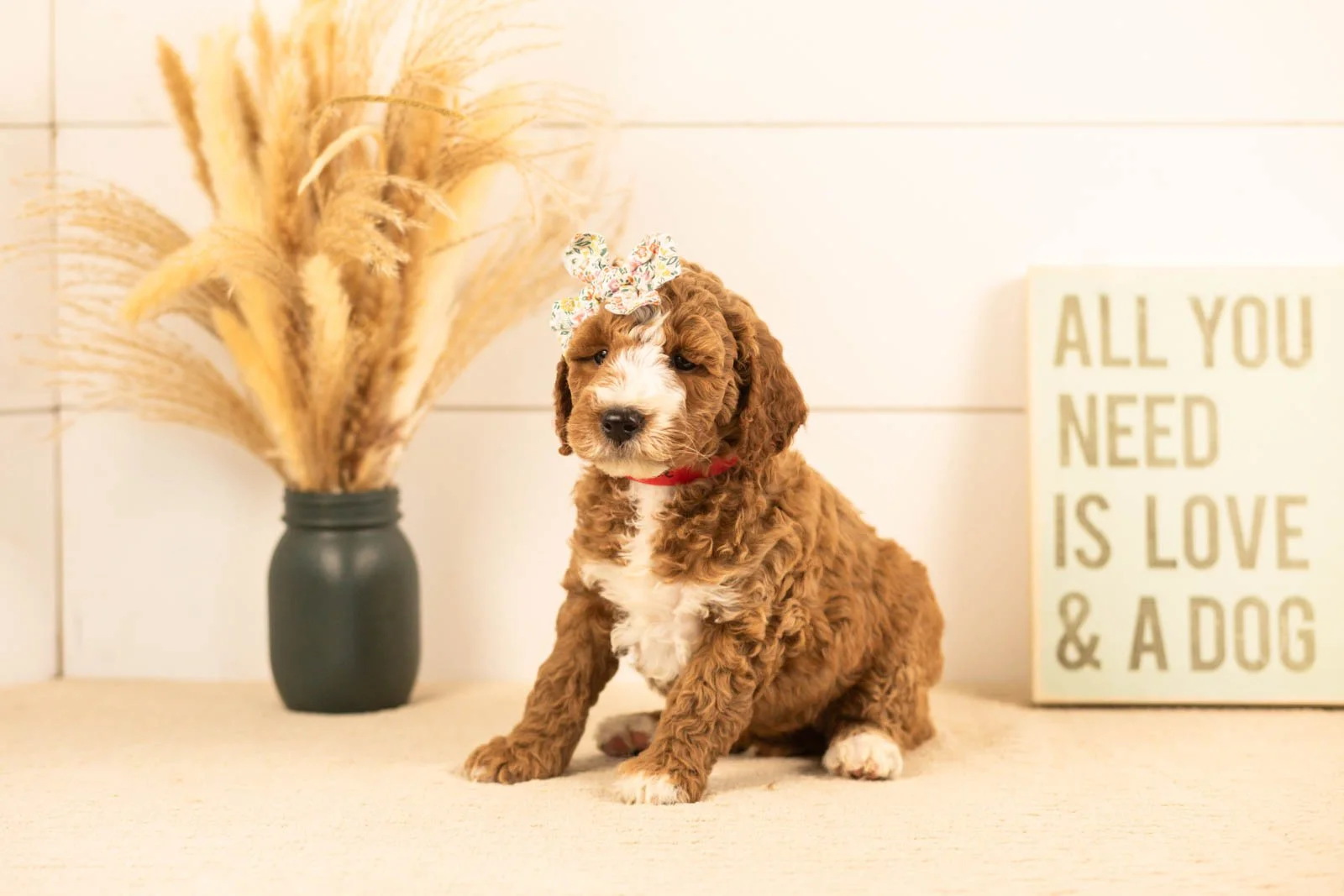 Lanie goldendoodle for sale(1).jpg