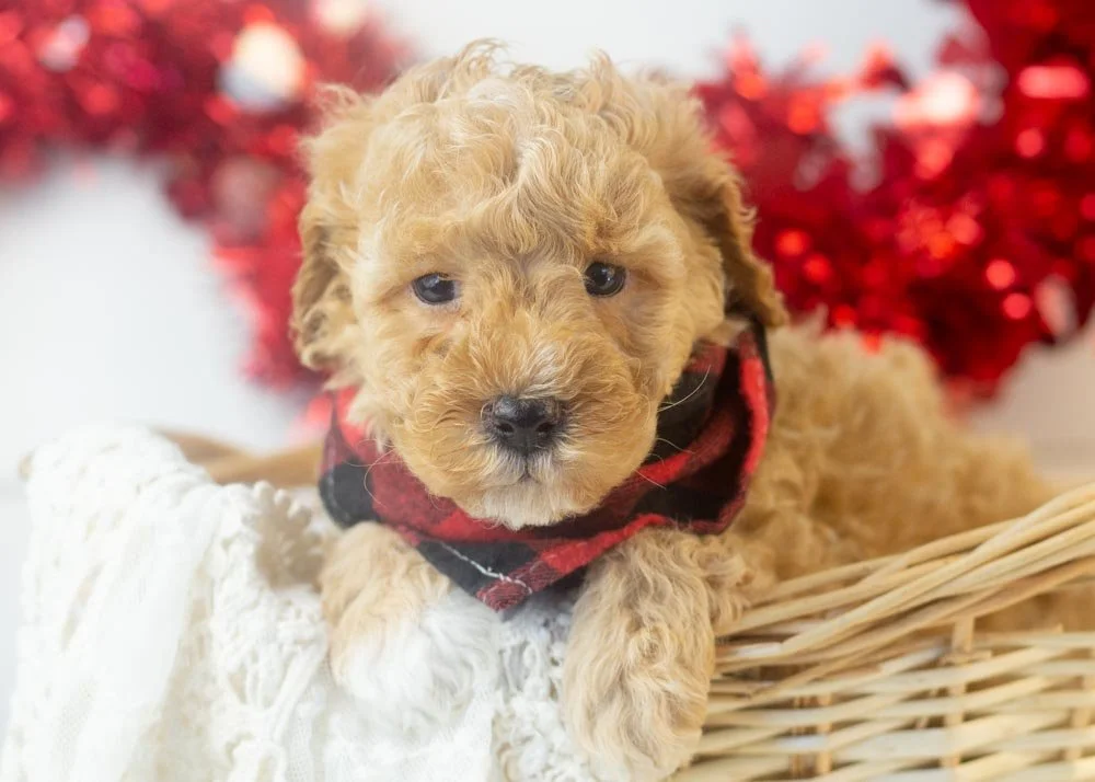 Everest goldendoodle for sale(1).jpg