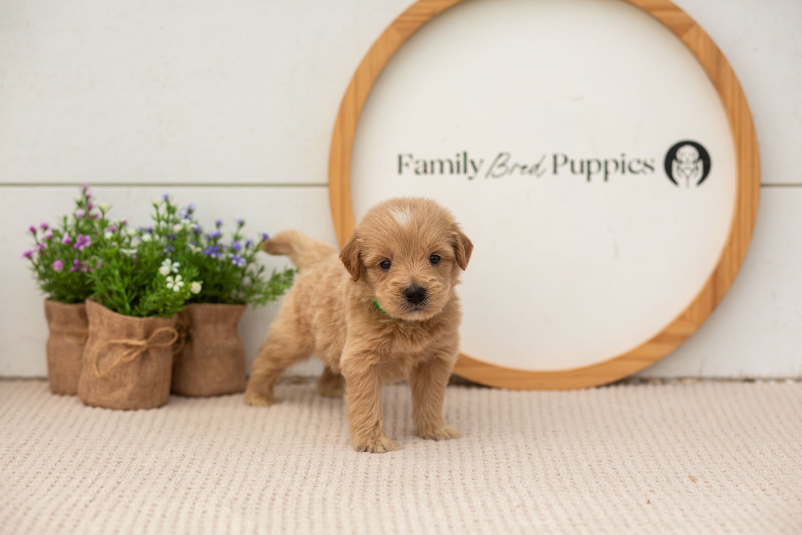 ethan goldendoodle for sale(3).jpg