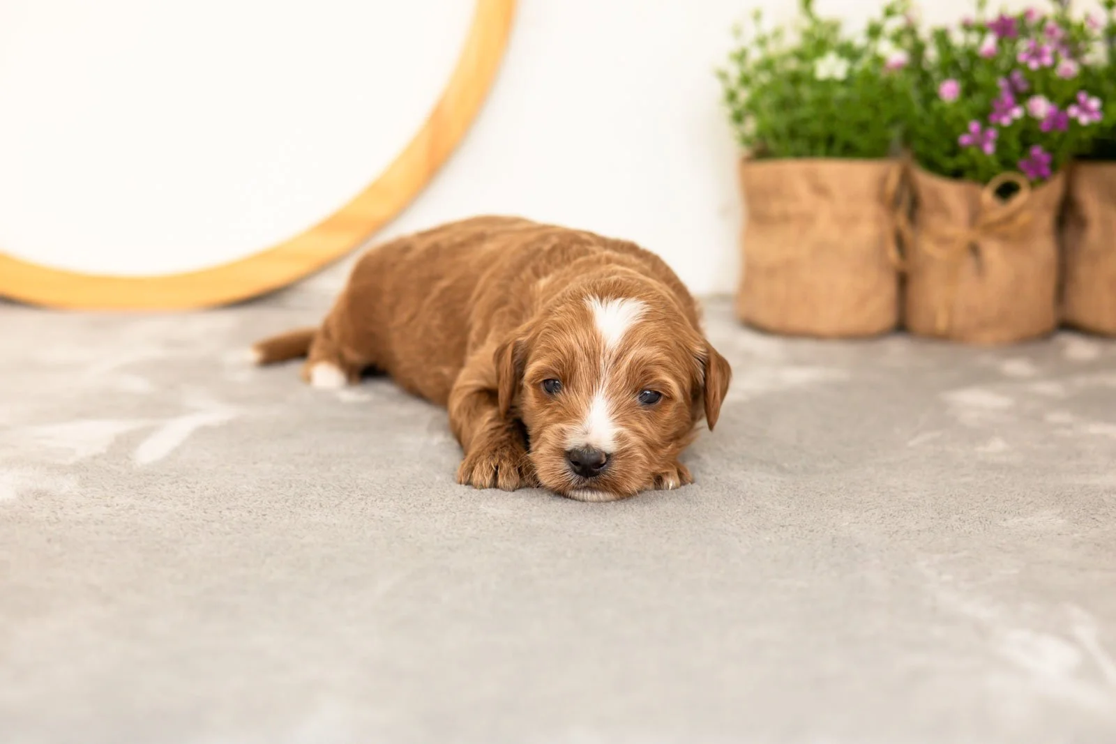 Ash goldendoodle for sale.jpg