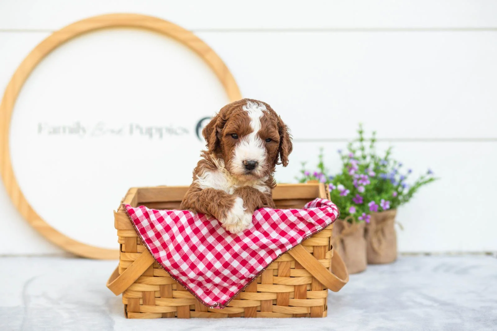 Nutmeg goldendoodle for sale(3).jpg