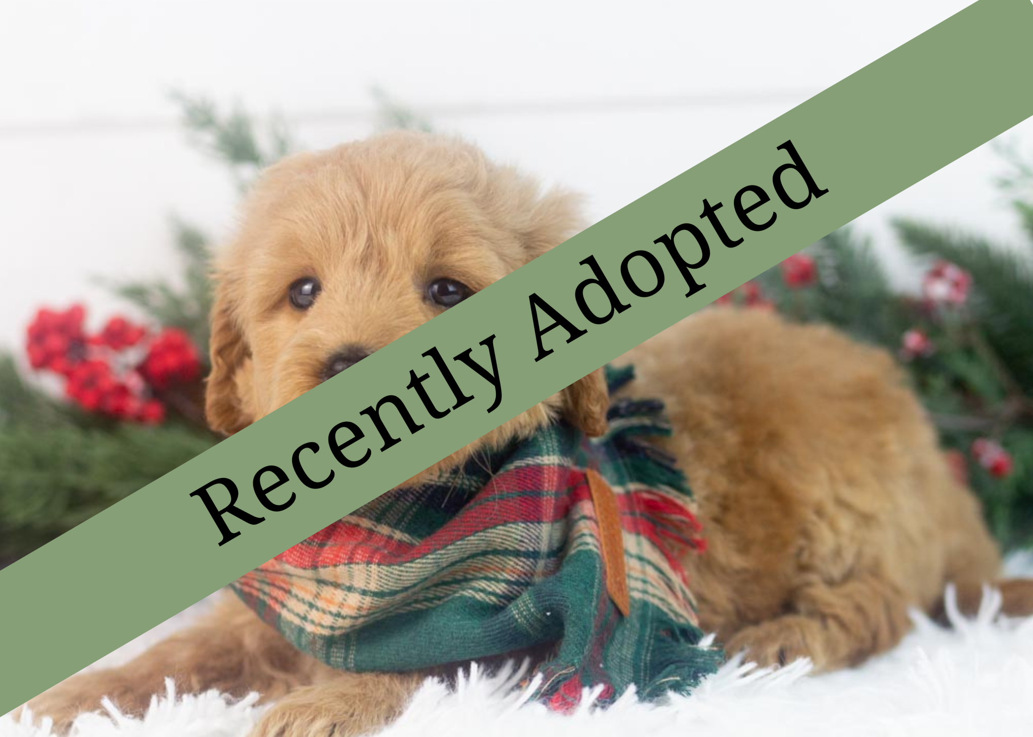 goldendoodle for sale