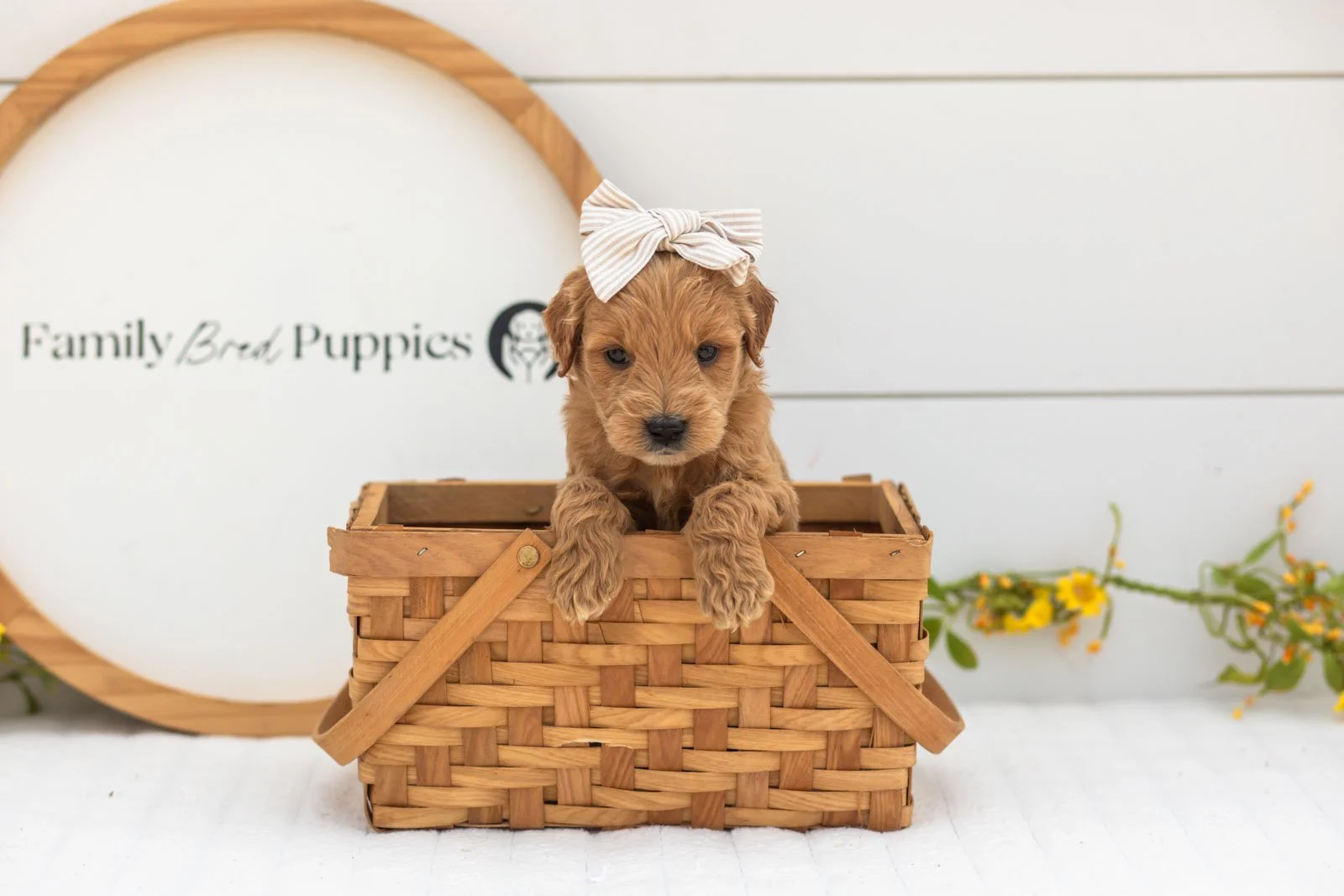 Willow goldendoodle for sale(3).jpg