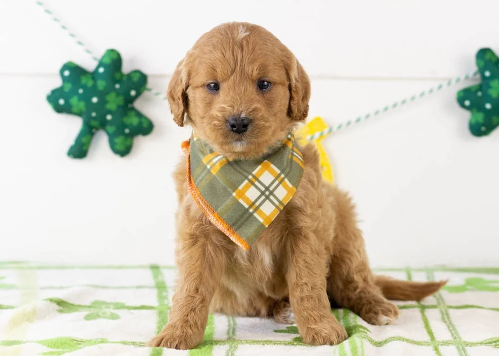 Americano goldendoodle for sale(1).jpg