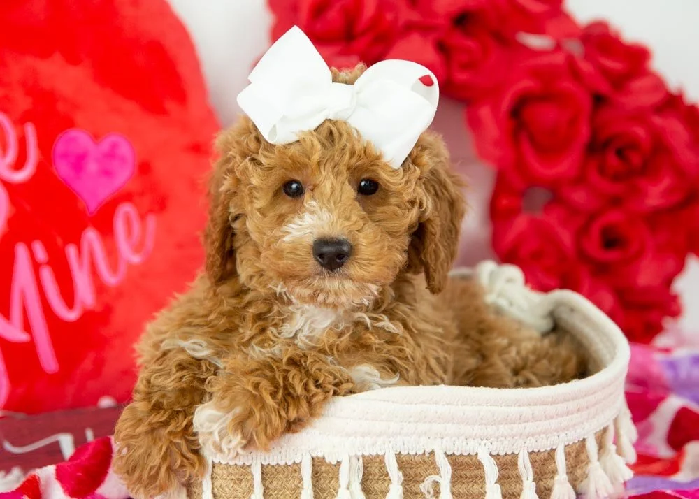 chilli goldendoodle for sale.jpg