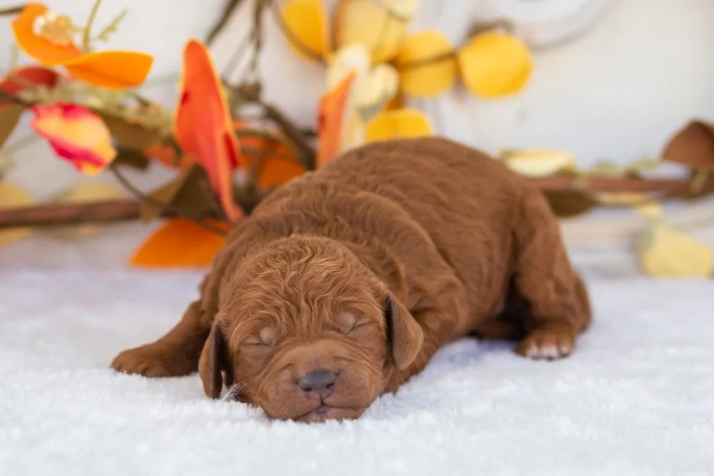 Bear goldendoodle for sale(2).jpg