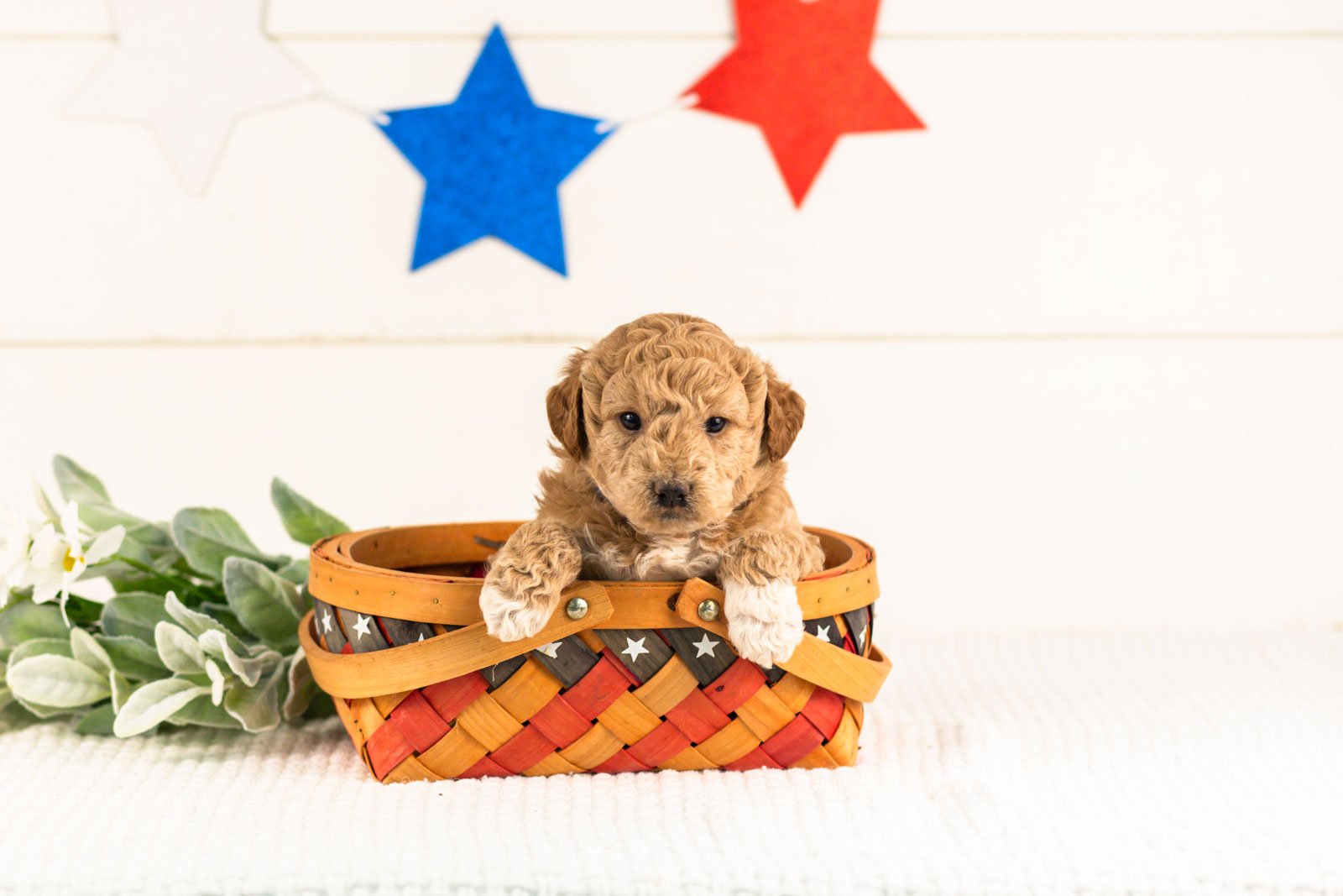 caleb goldendoodle for sale.jpg