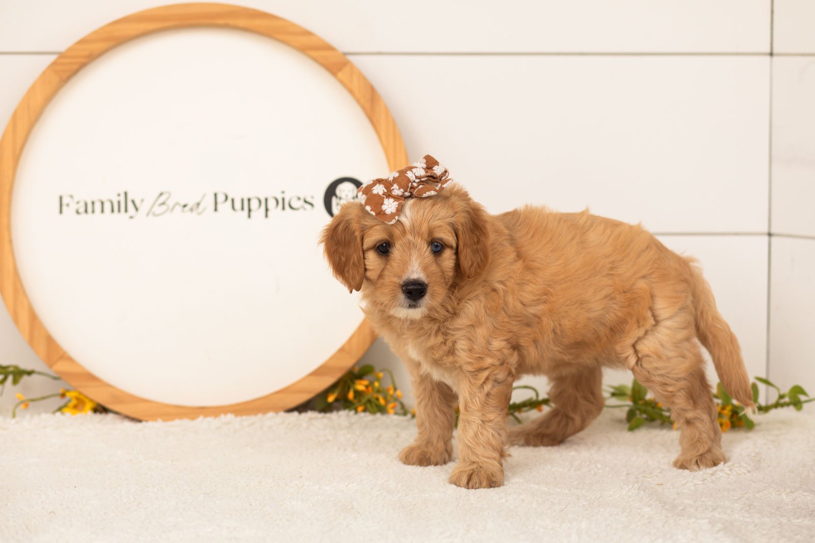 Glory goldendoodle for sale(1).jpg