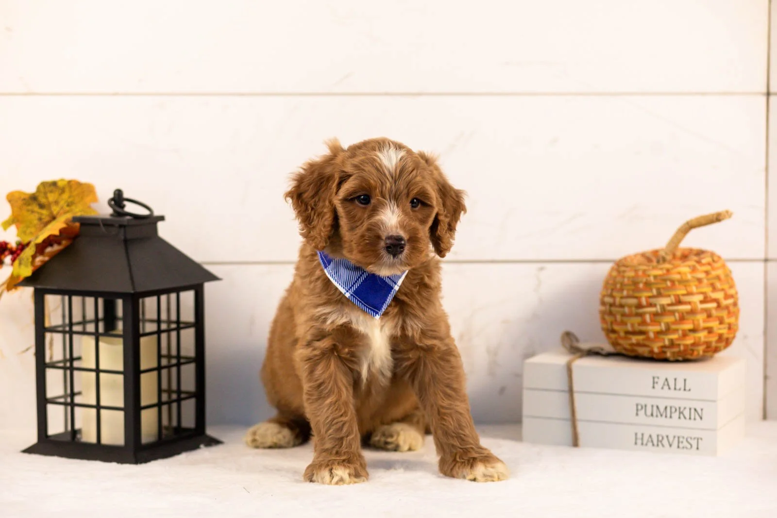 Andes goldendoodle for sale 4.jpg