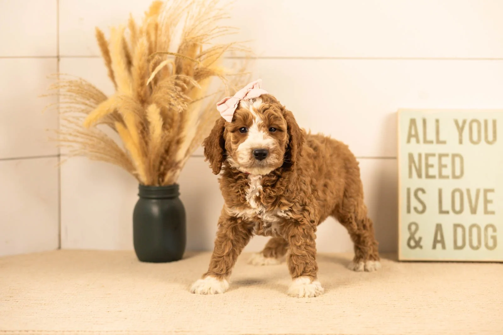 Lindsey goldendoodle for sale(3).jpg