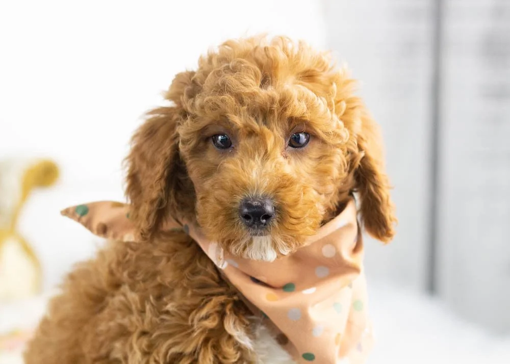 goldendoodle for sale