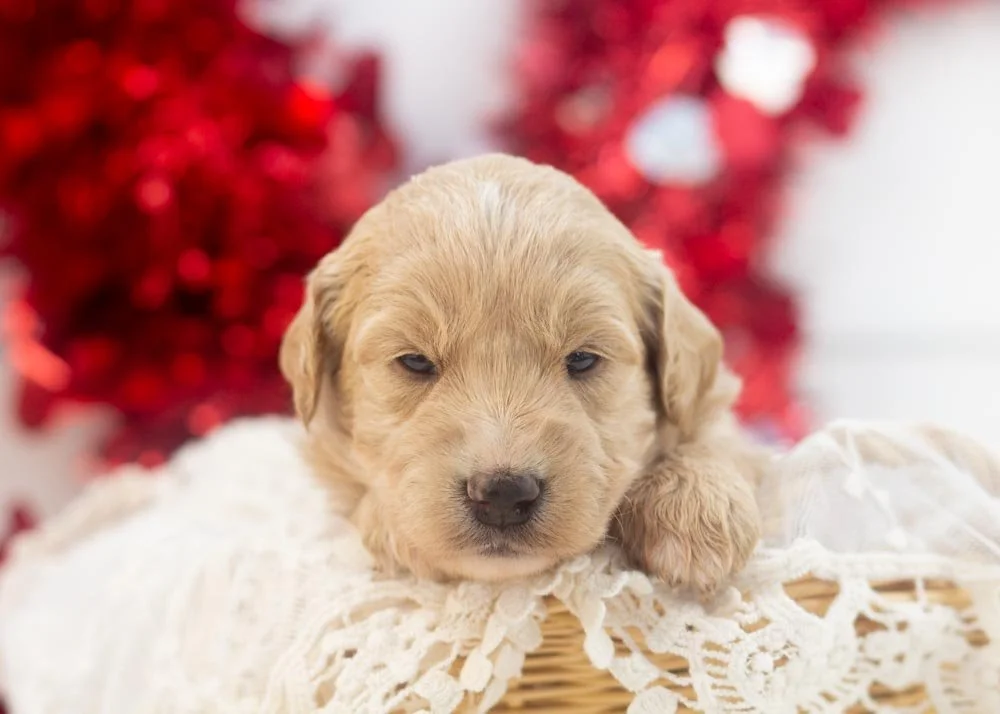 Lolly goldendoodle for sale(1).jpg