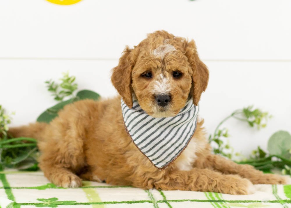 Josiah 1-1-26 Snowball 6. 7oz-2.jpg