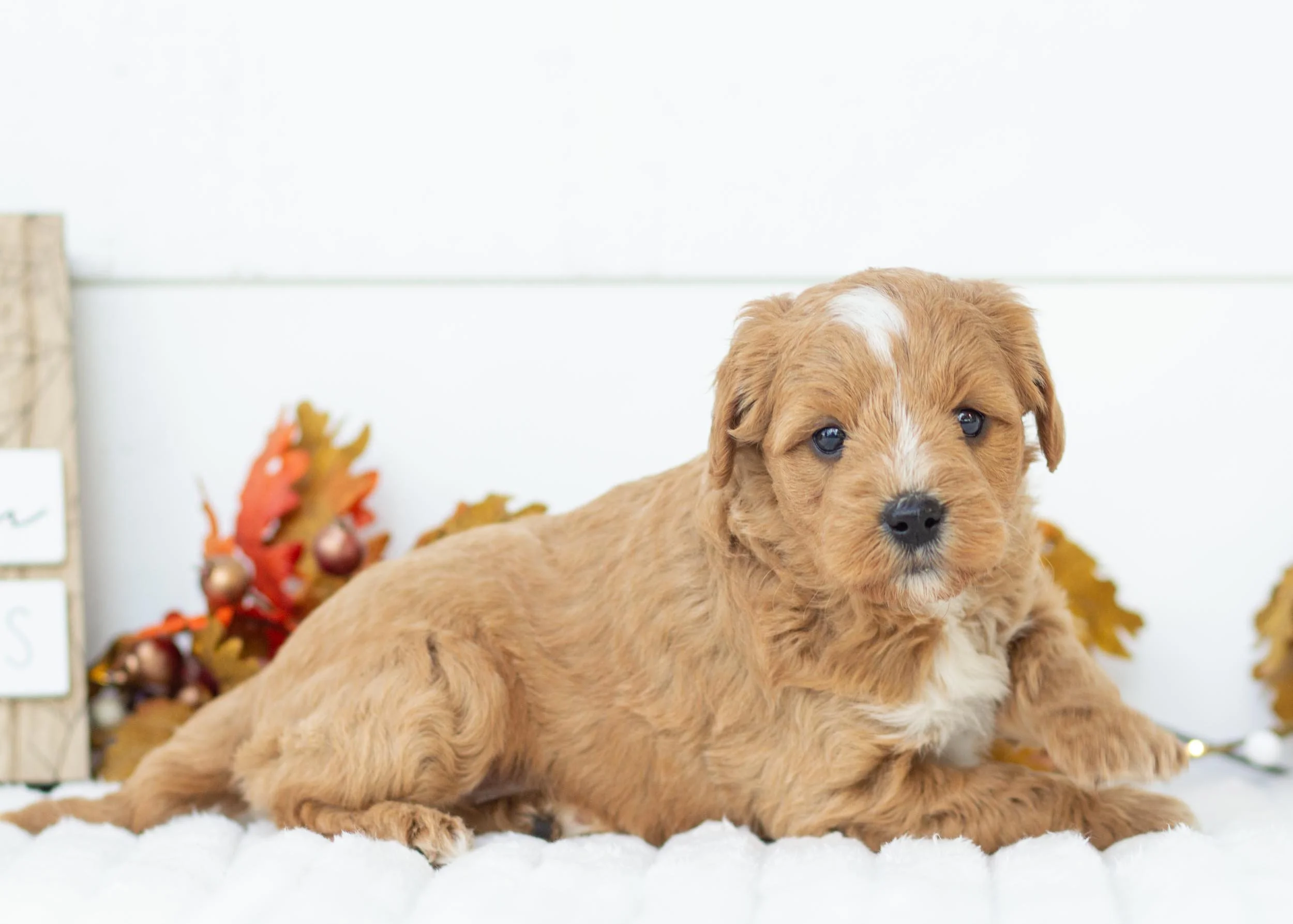 Strawberry goldendoodle for sale(2).jpg