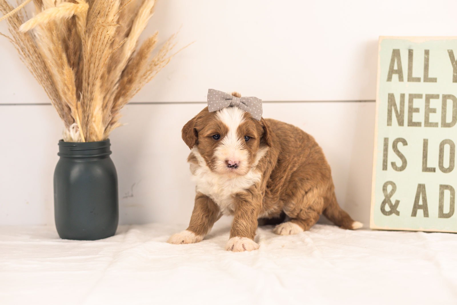 White Sox goldendoodle for sale(4).jpg