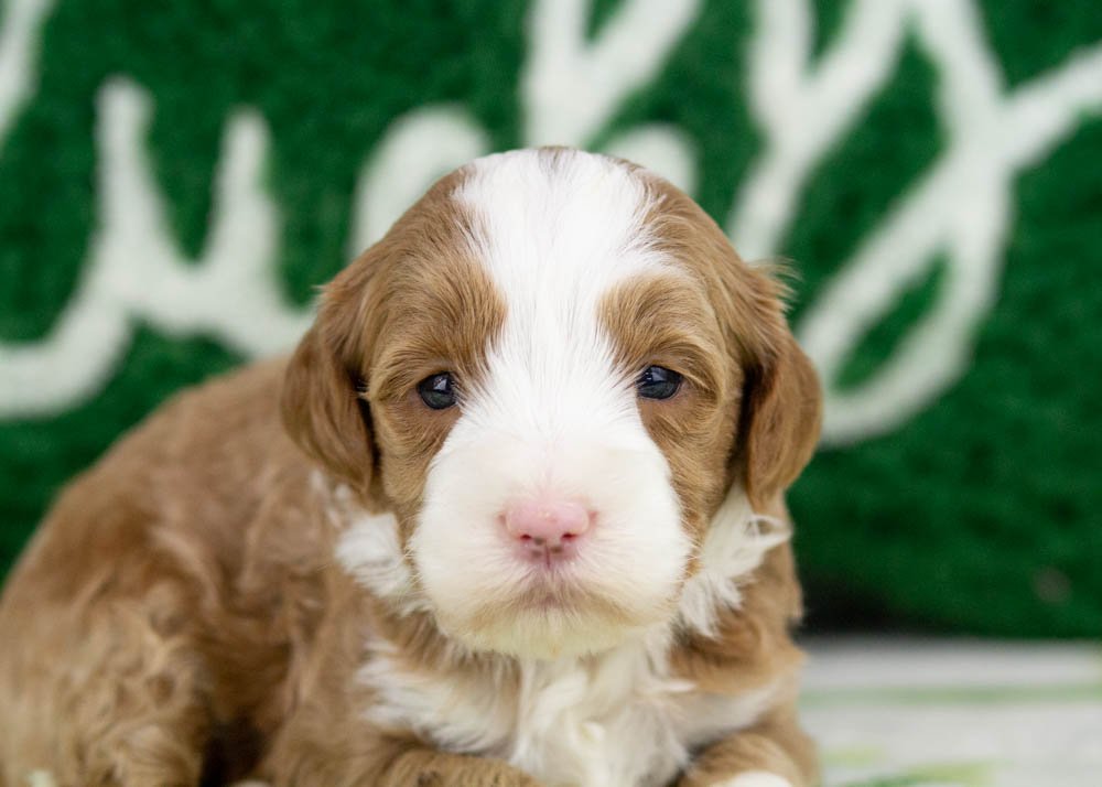 Colver goldendoodle for sale(2).jpg