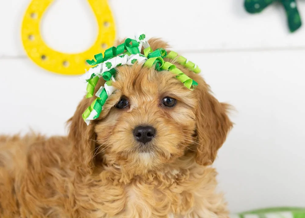 goldendoodle for sale