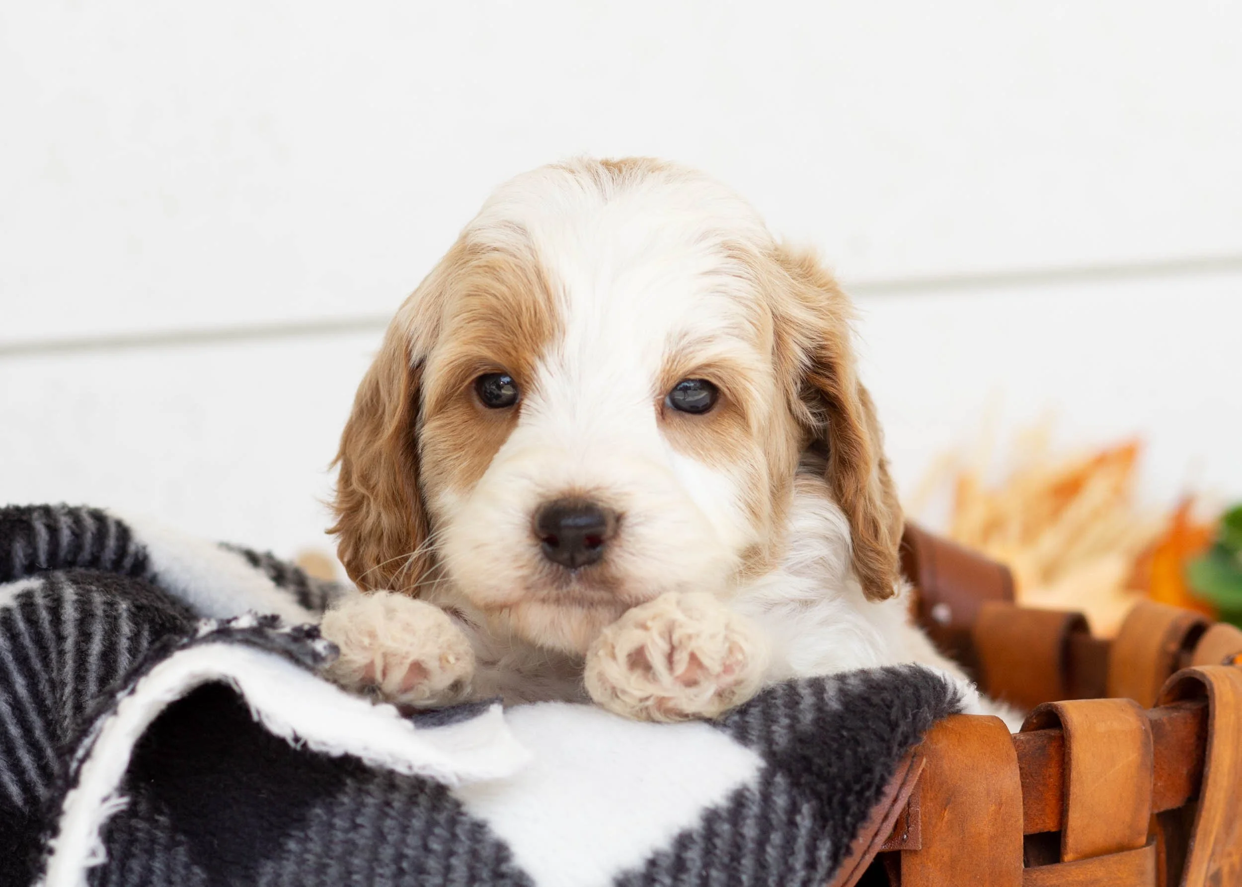 wedge goldendoodle for sale.jpg