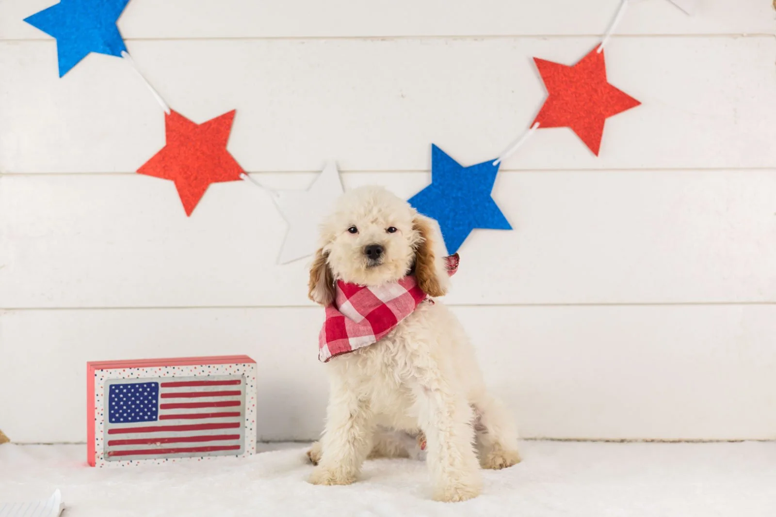 Bentley goldendoodle for sale(3).jpg