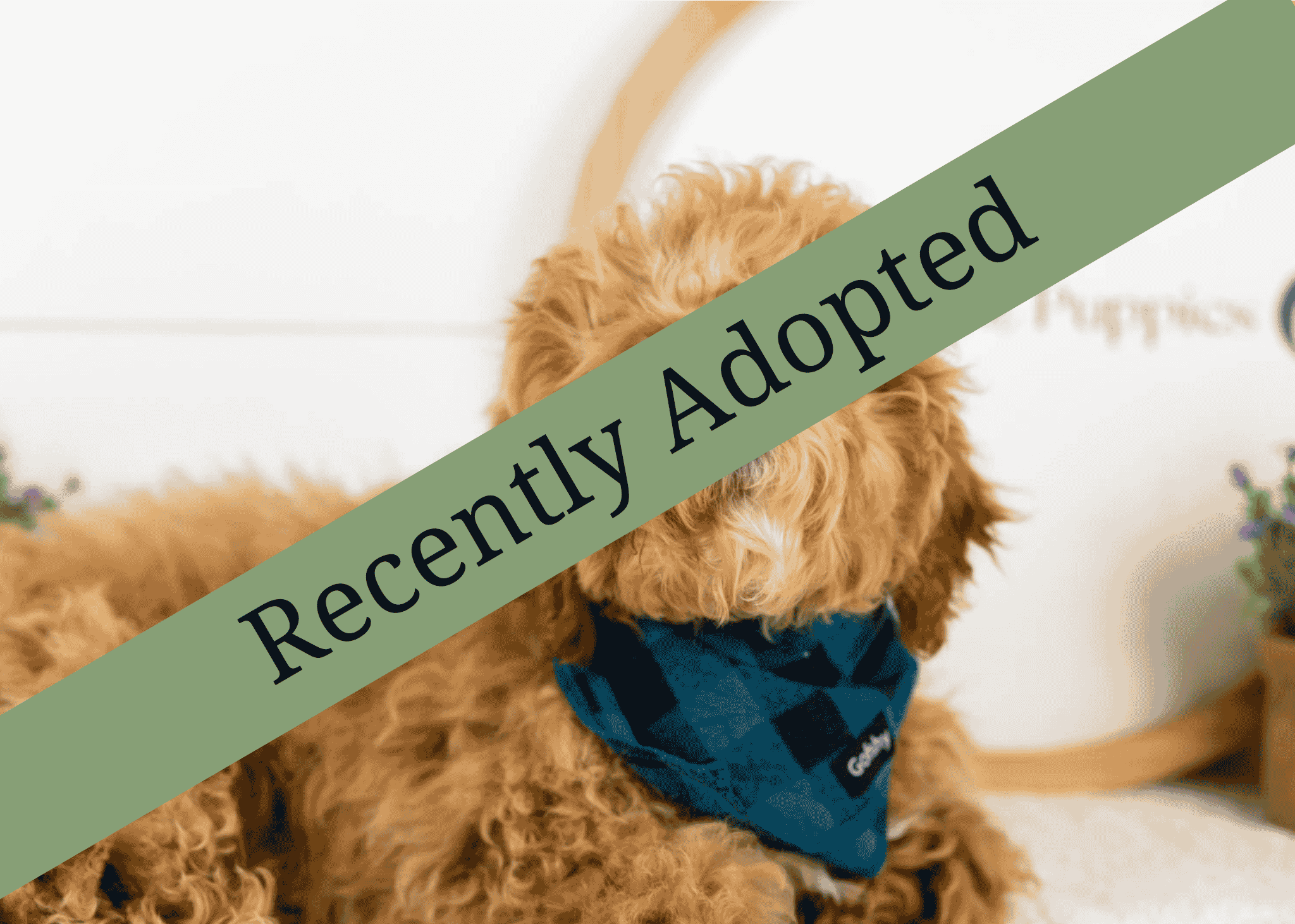goldendoodle for sale