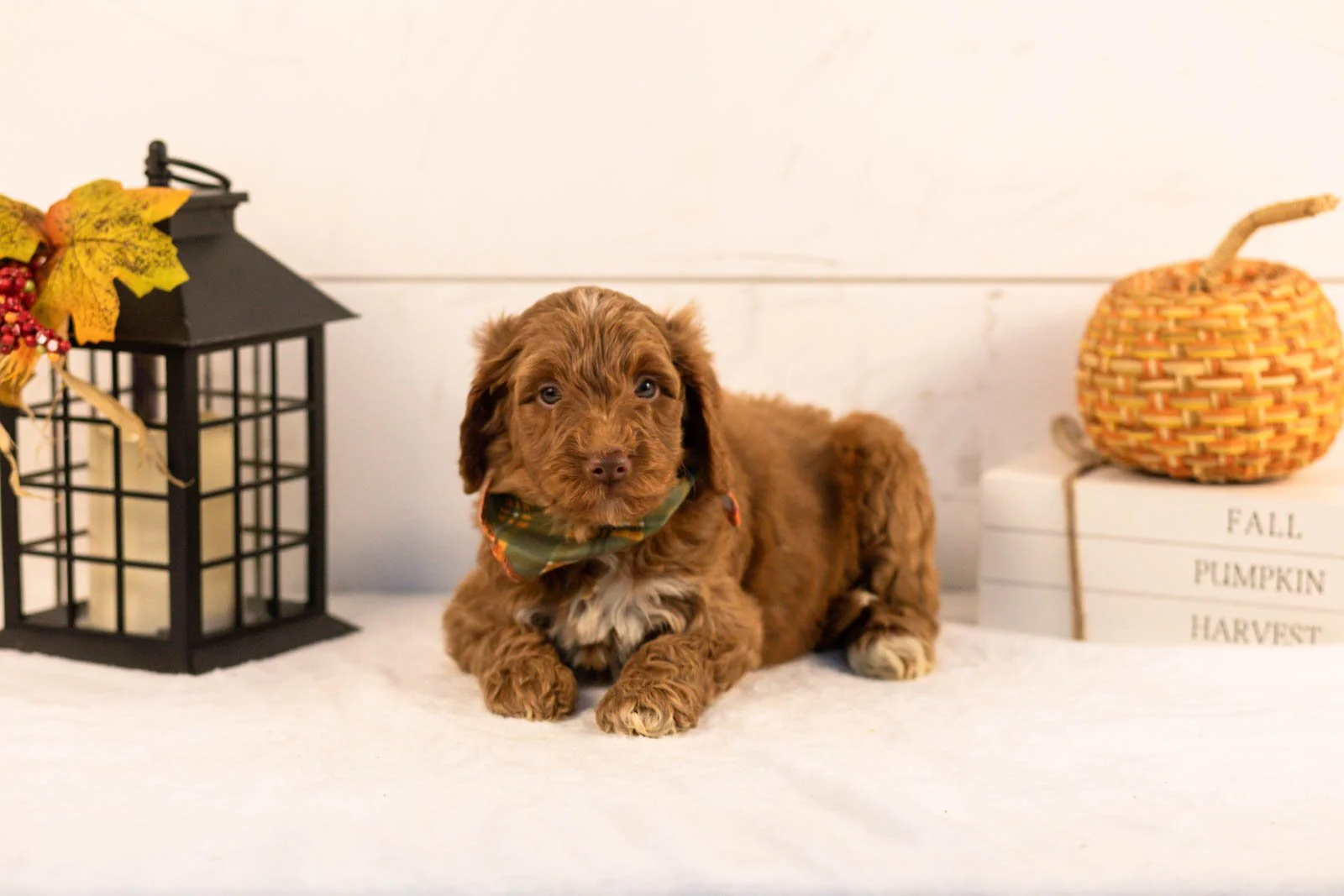 Ozark goldendoodle for sale 5.jpg
