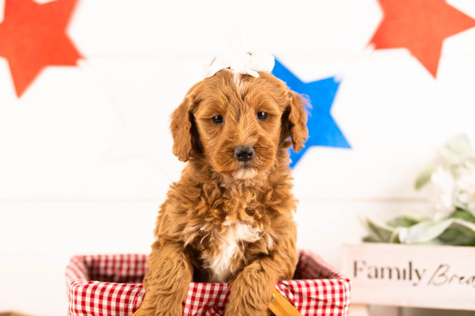 rosalind goldendoodle for sale(4).jpg