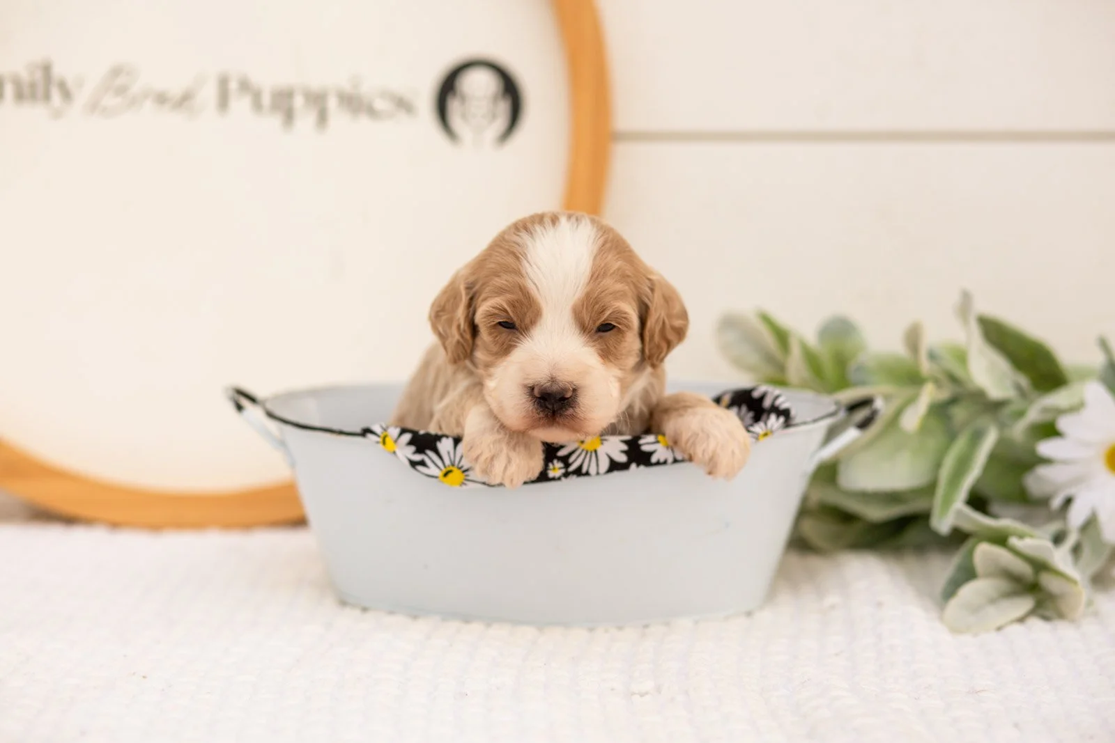 Peter goldendoodle for sale(3).jpg
