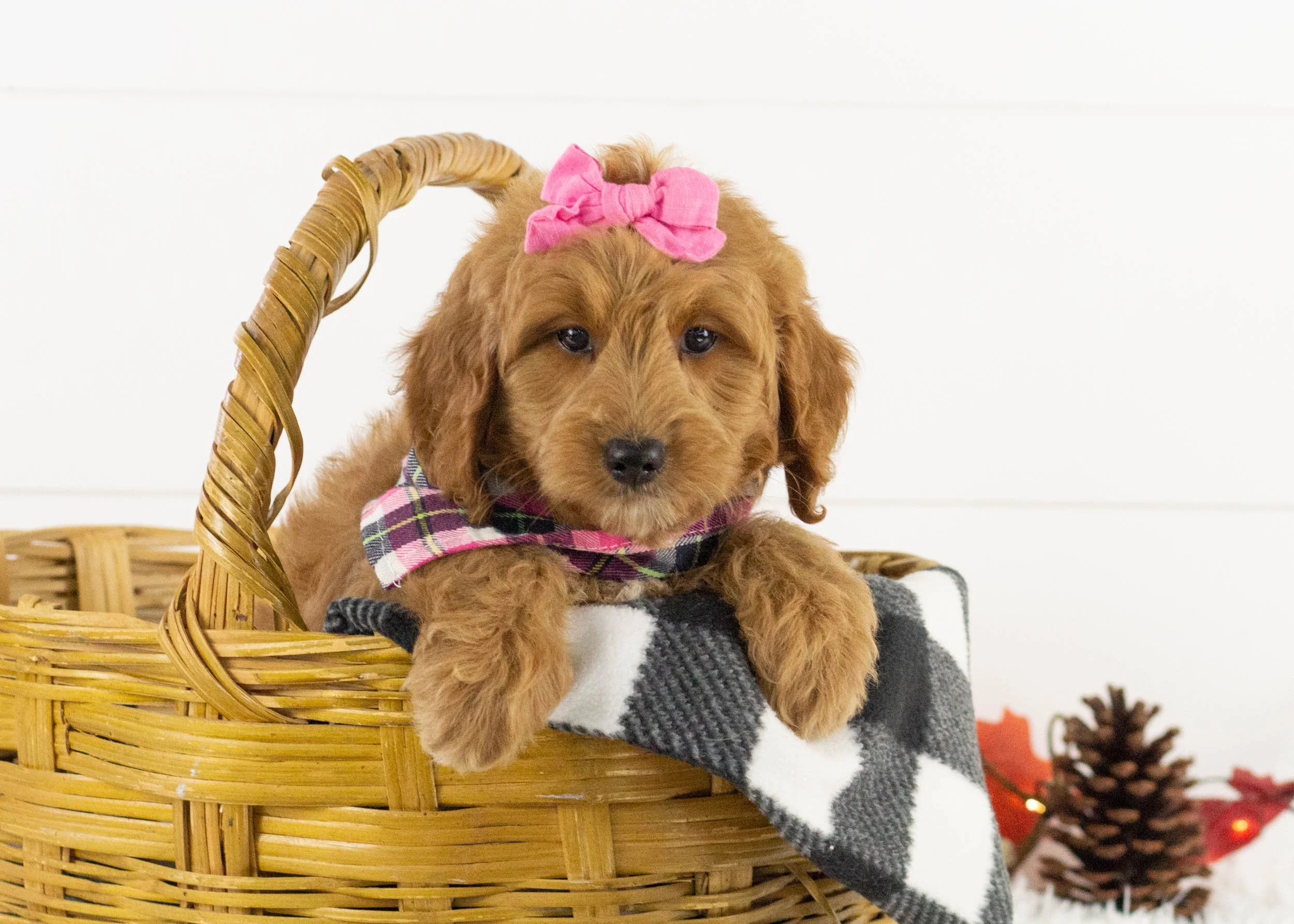 Koala goldendoodle for sale(1).jpg