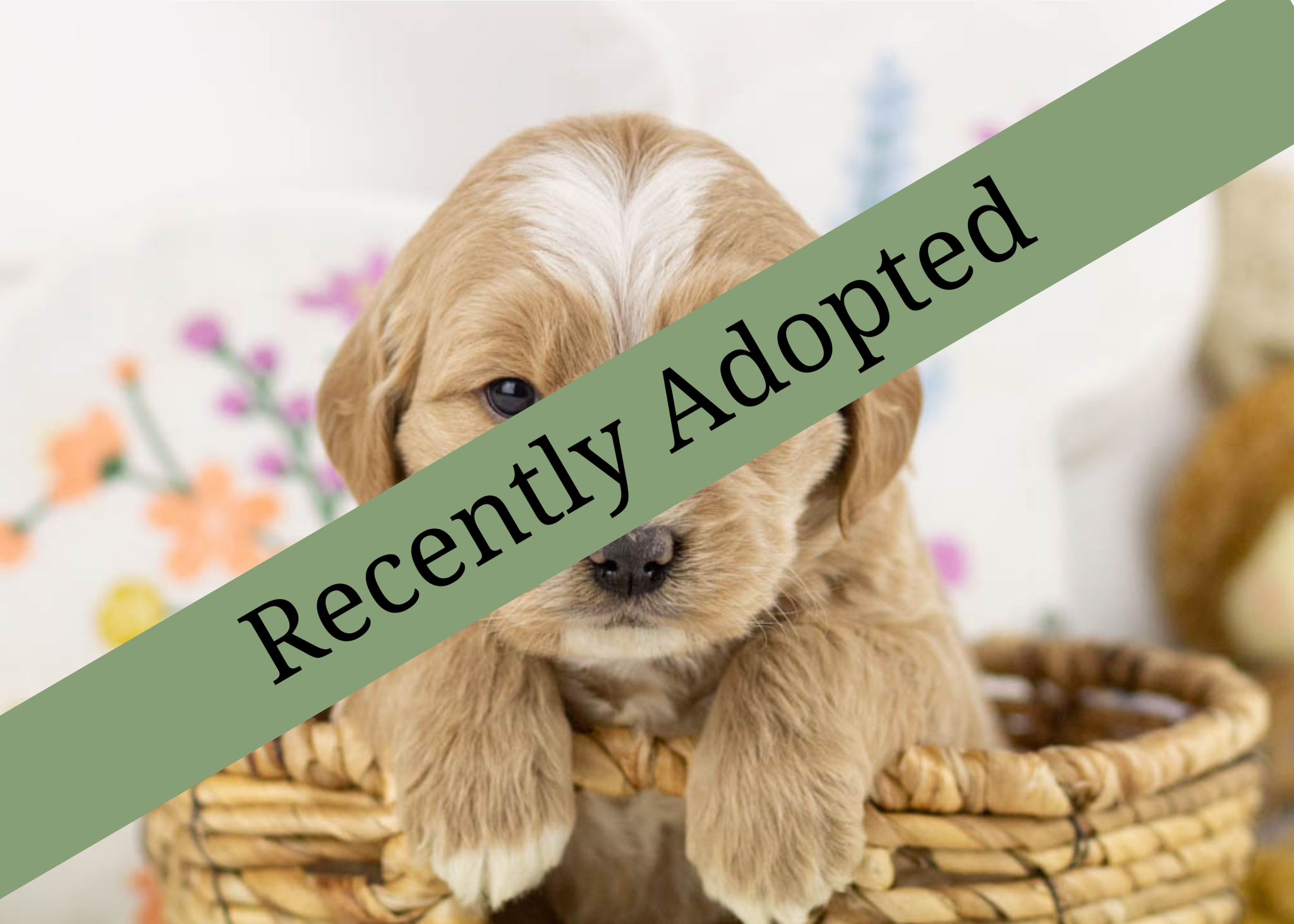 goldendoodle for sale