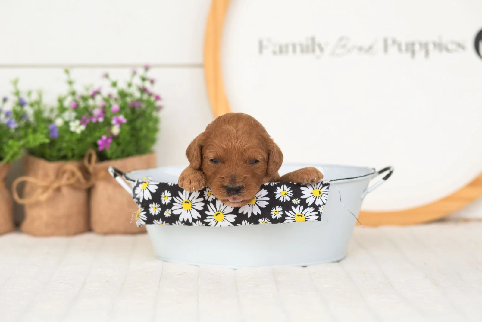 Starlet goldendoodle for sale(3).jpg