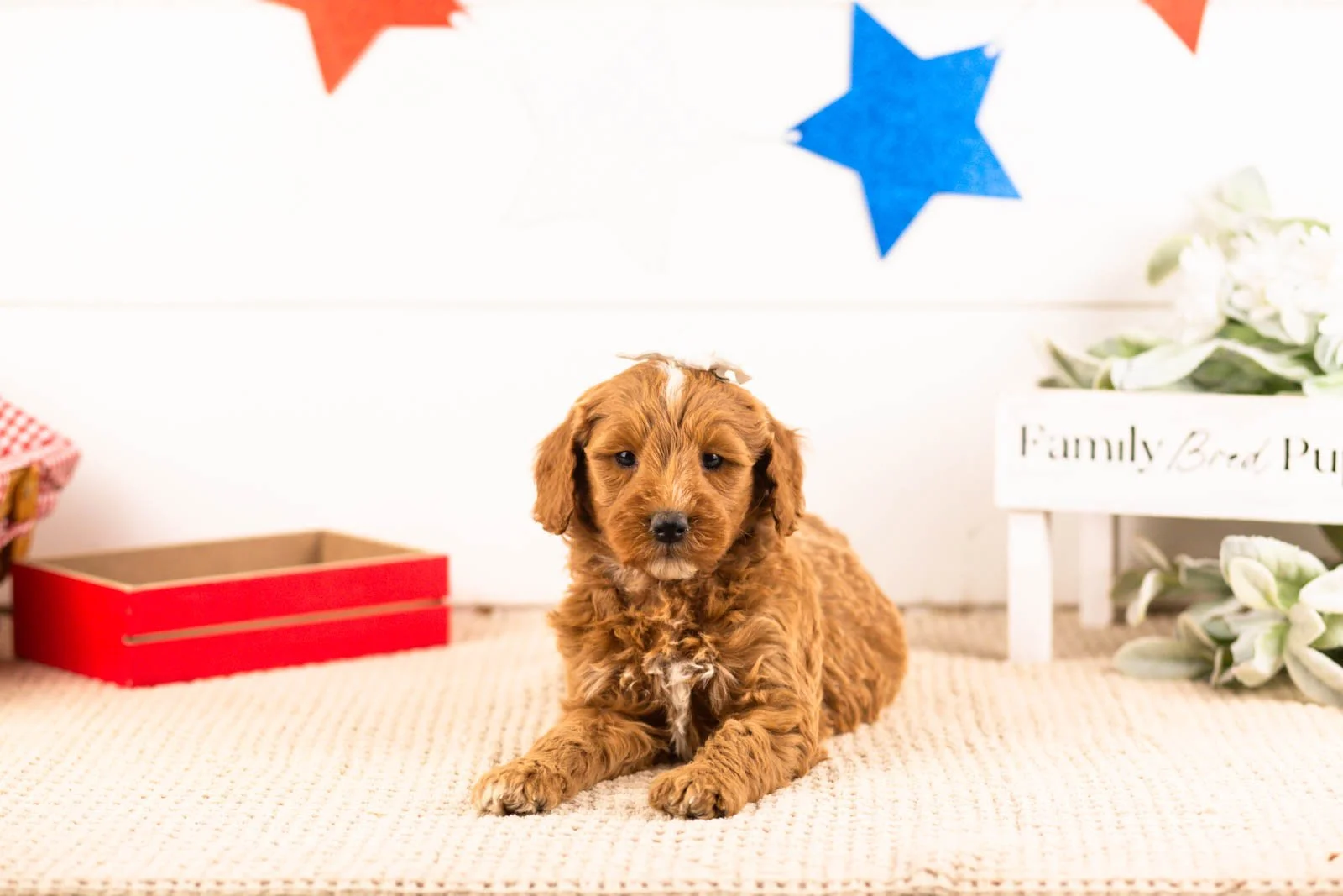 rosalind goldendoodle for sale.jpg